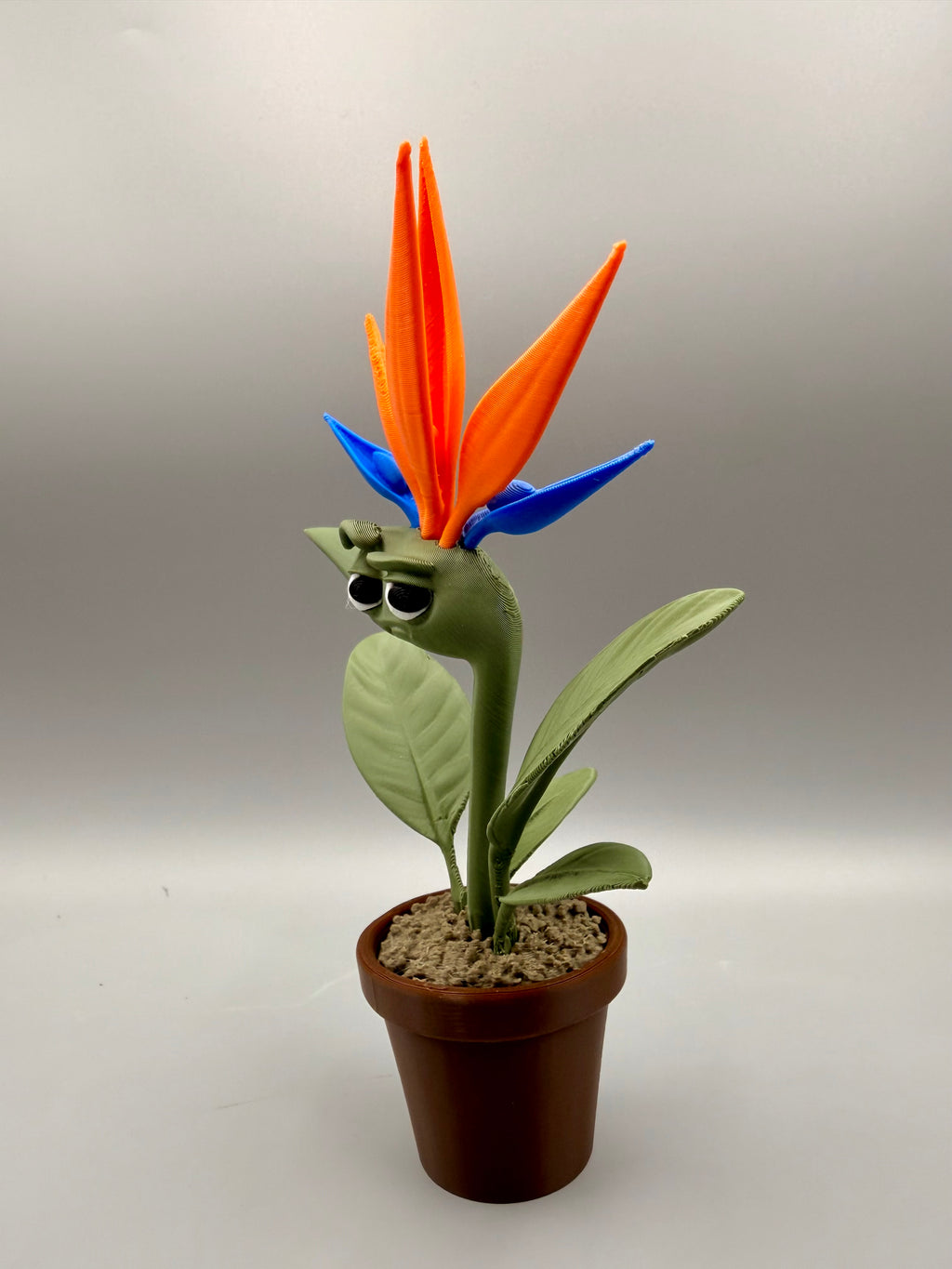 Grumpy Bird of Paradise – Grumpy Plants Collection
