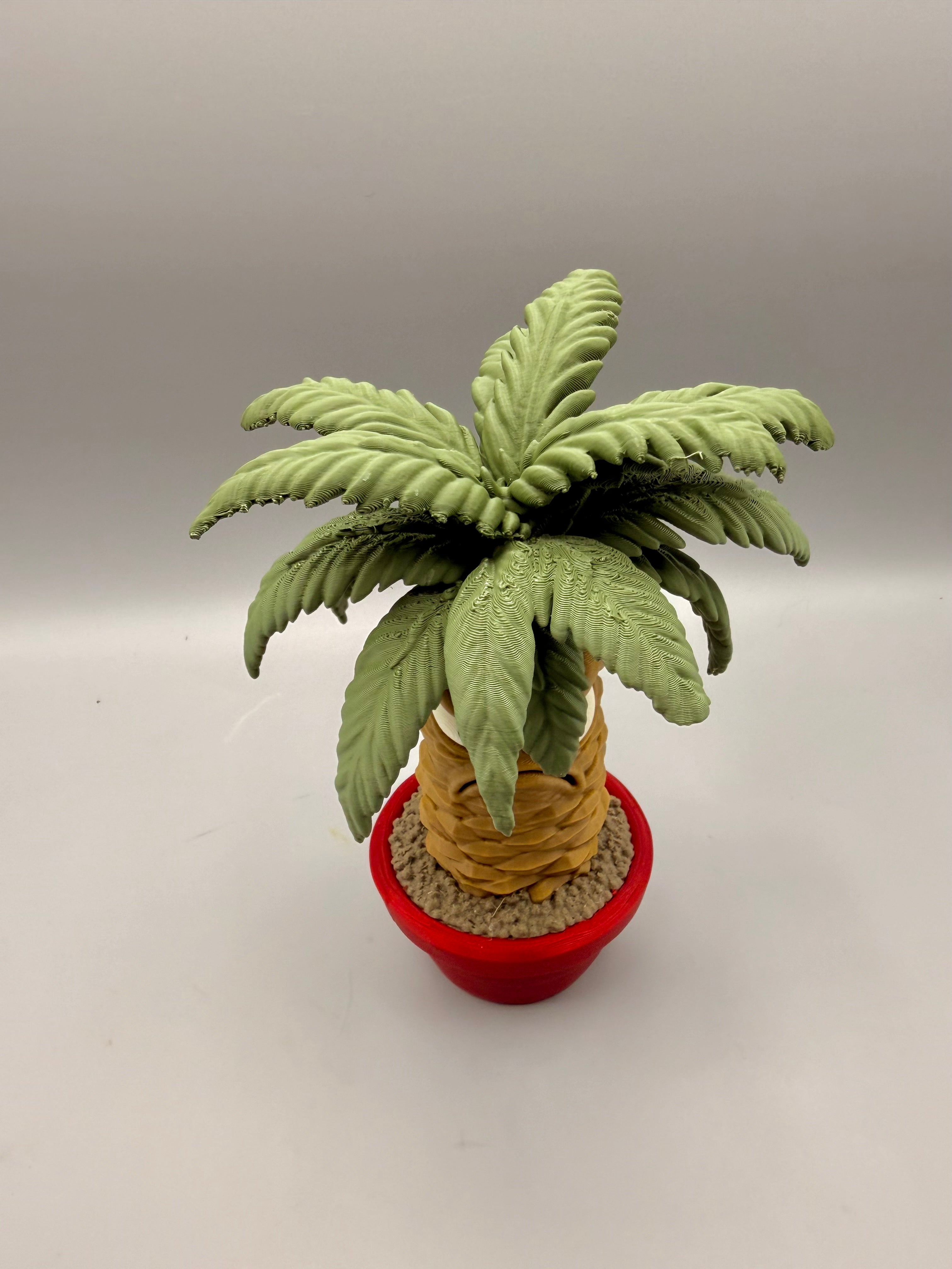 Palm – Grumpy Plants Collection