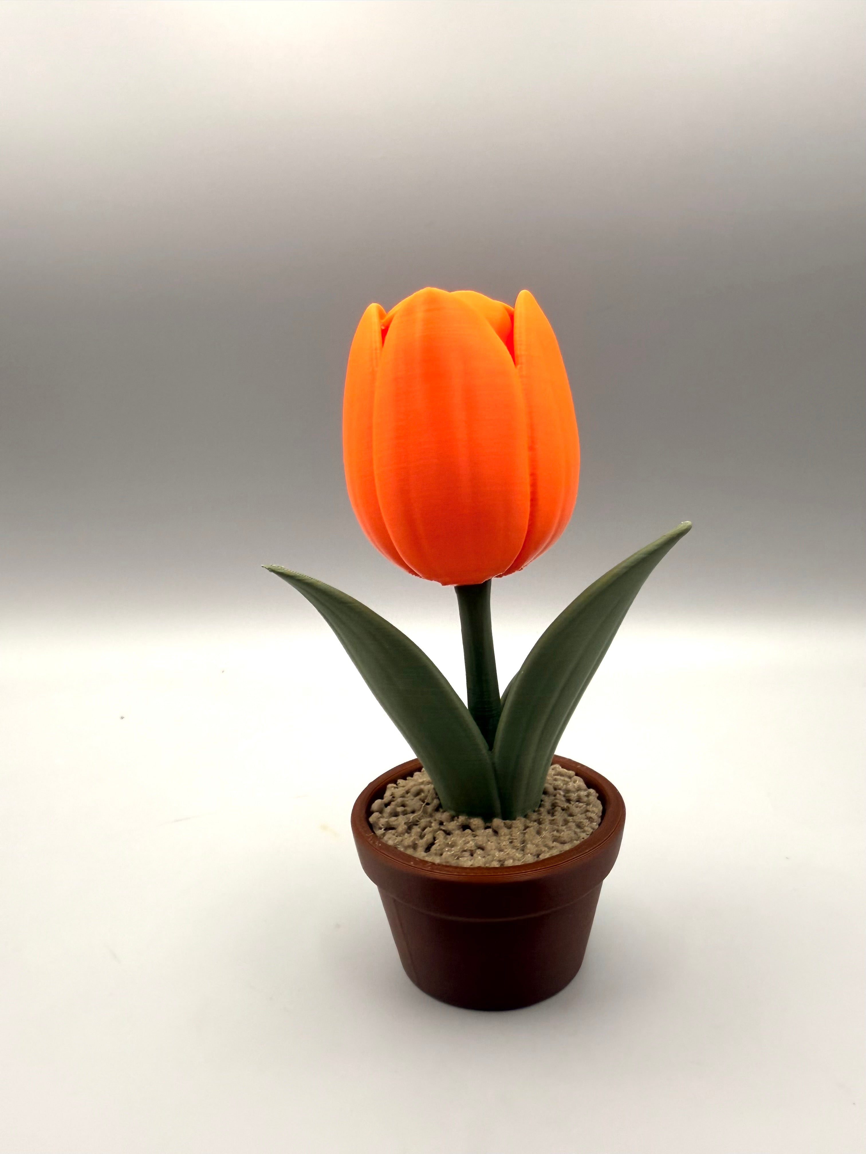 Tulip – Grumpy Plants Collection