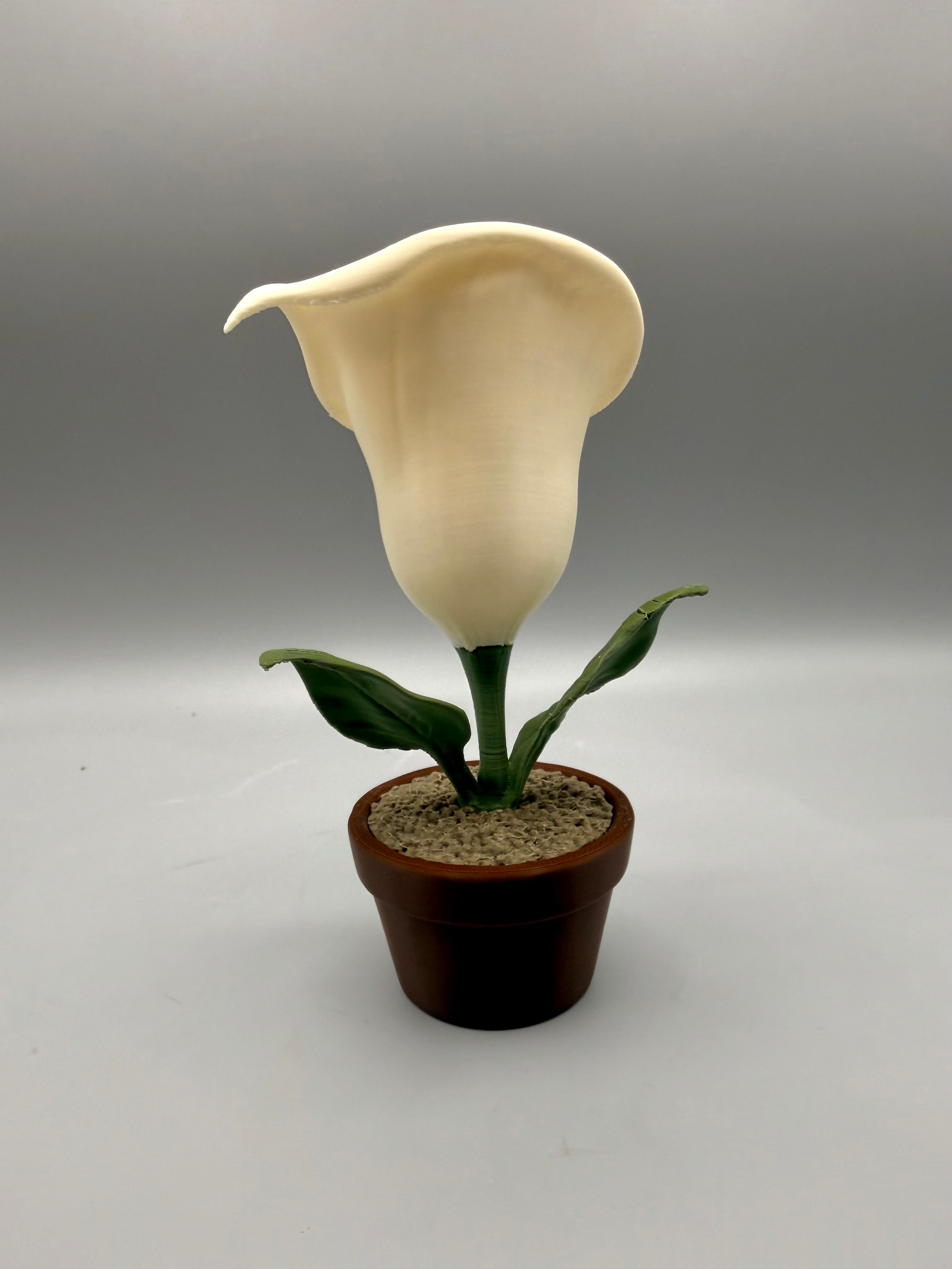 Calla – Grumpy Plants Collection