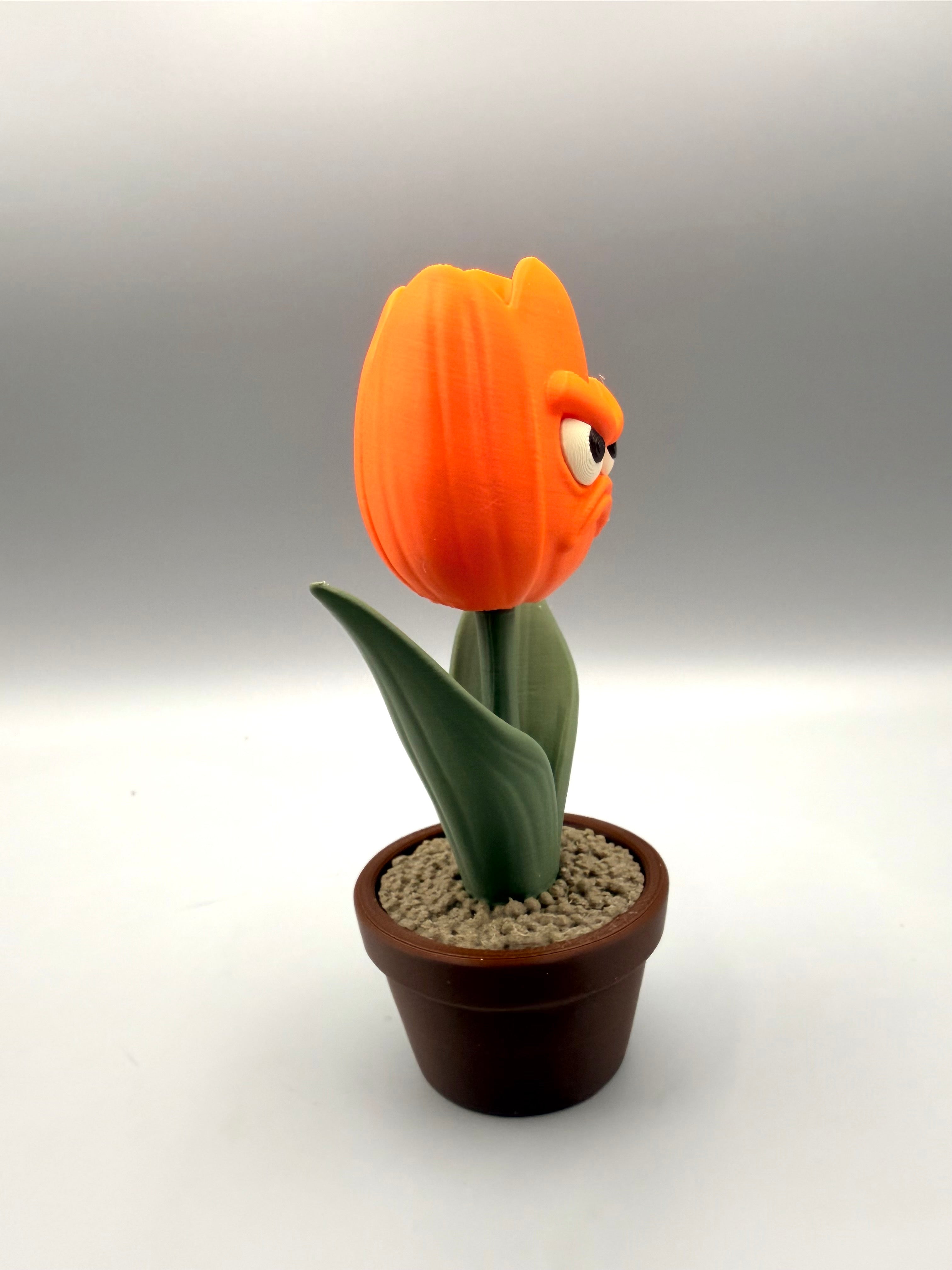 Tulip – Grumpy Plants Collection
