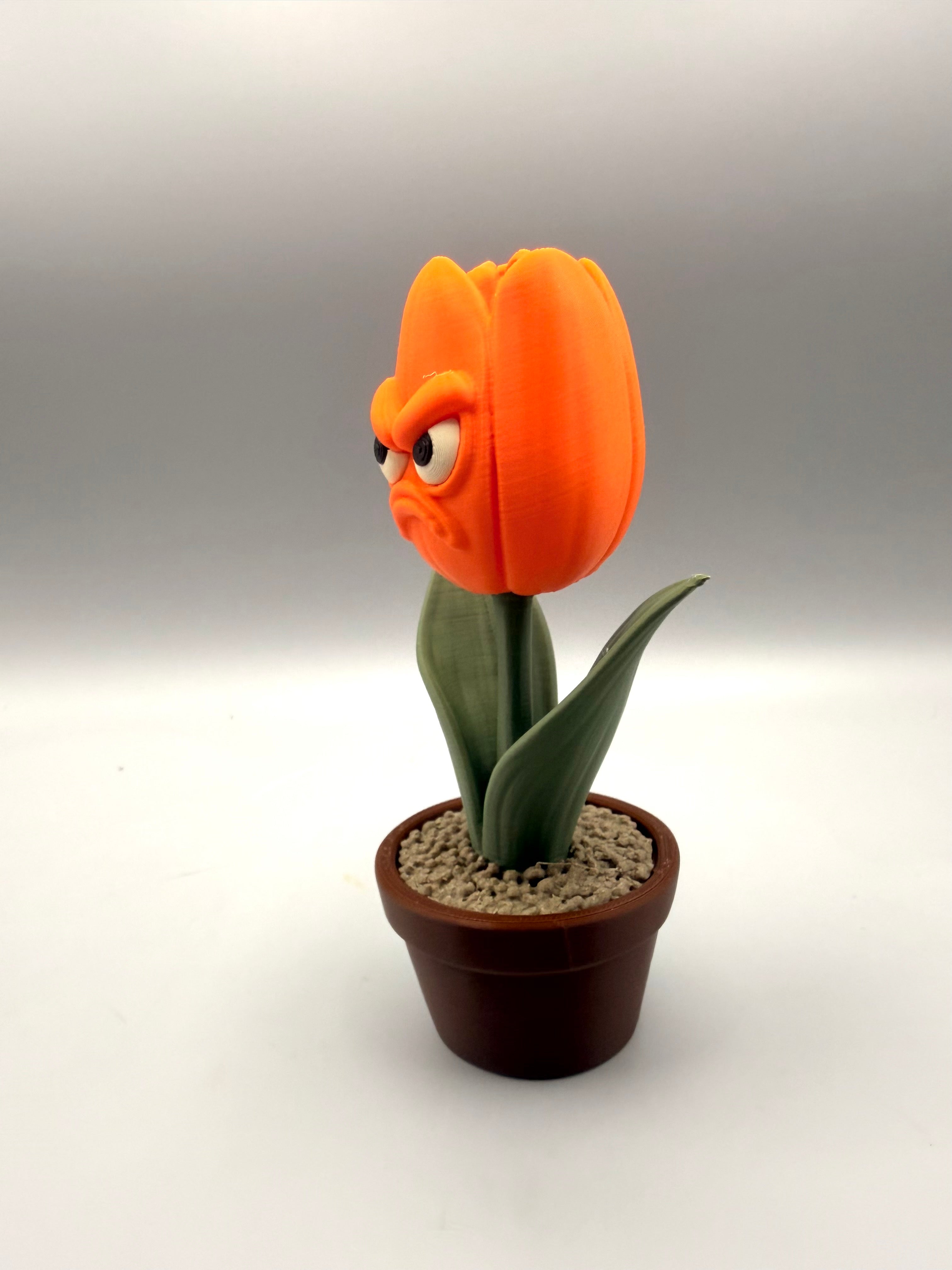 Tulip – Grumpy Plants Collection