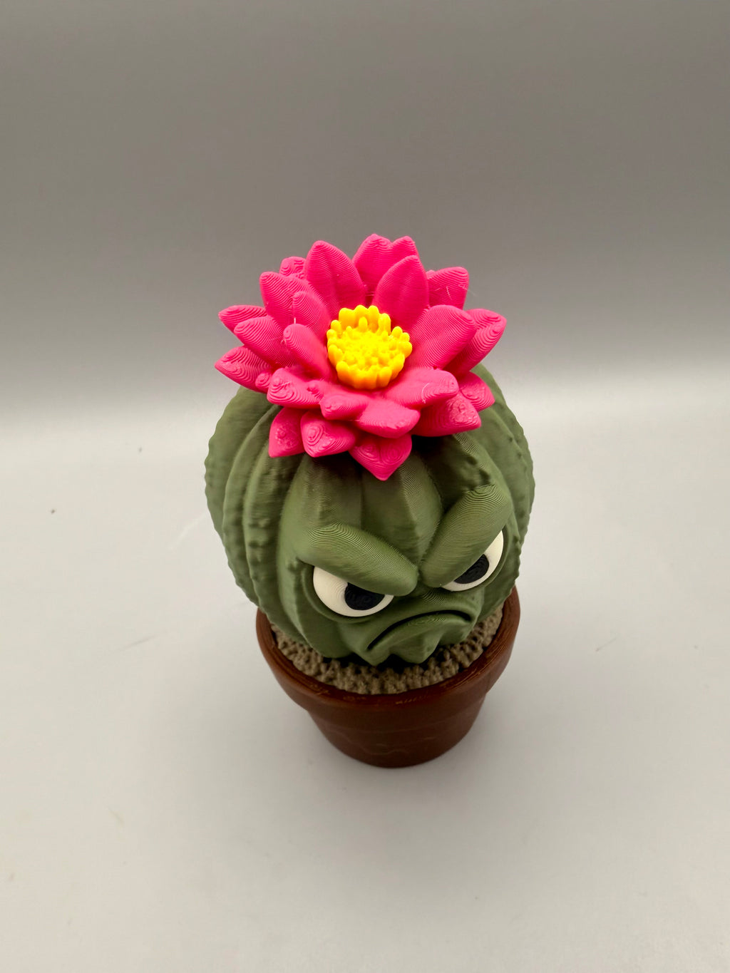 Grumpy Plants – Cactus Flower