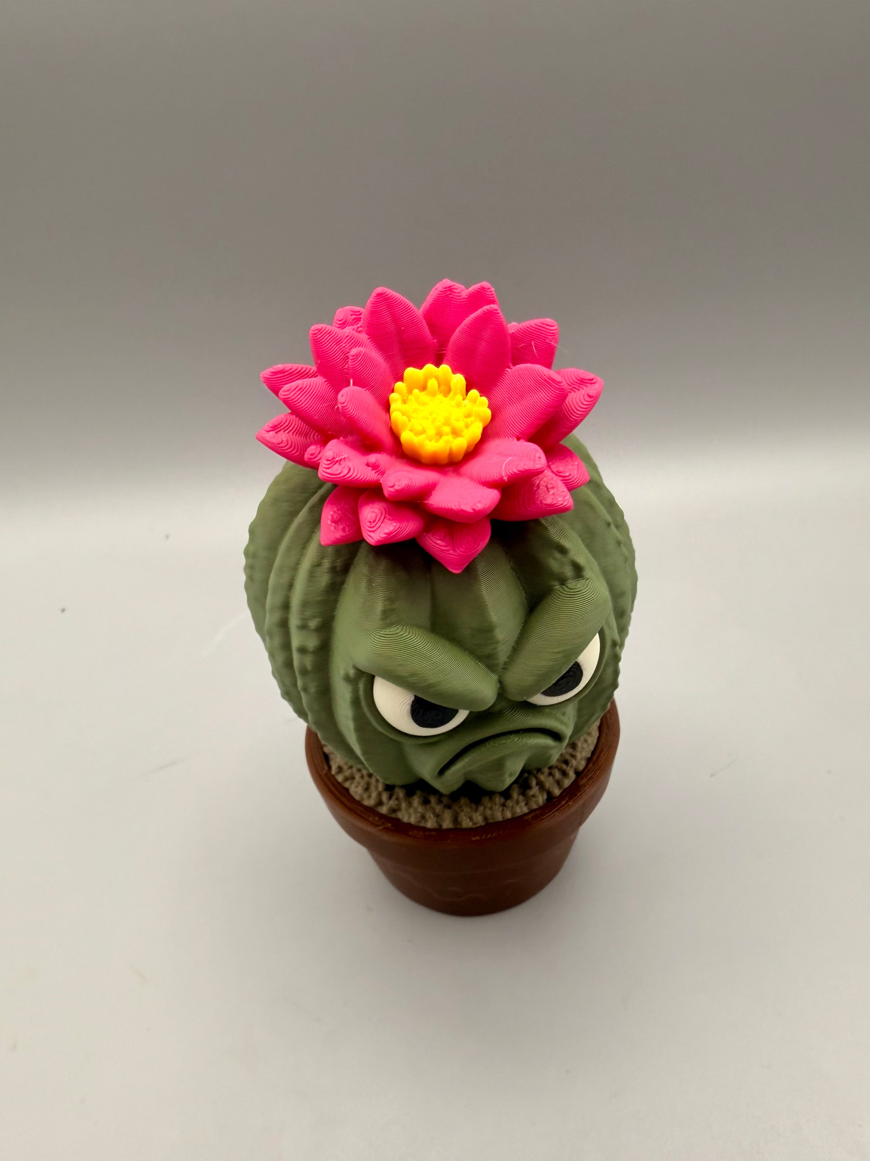 Grumpy Plants – Cactus Flower