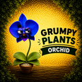 Grumpy Orchid – Grumpy Plants Collection