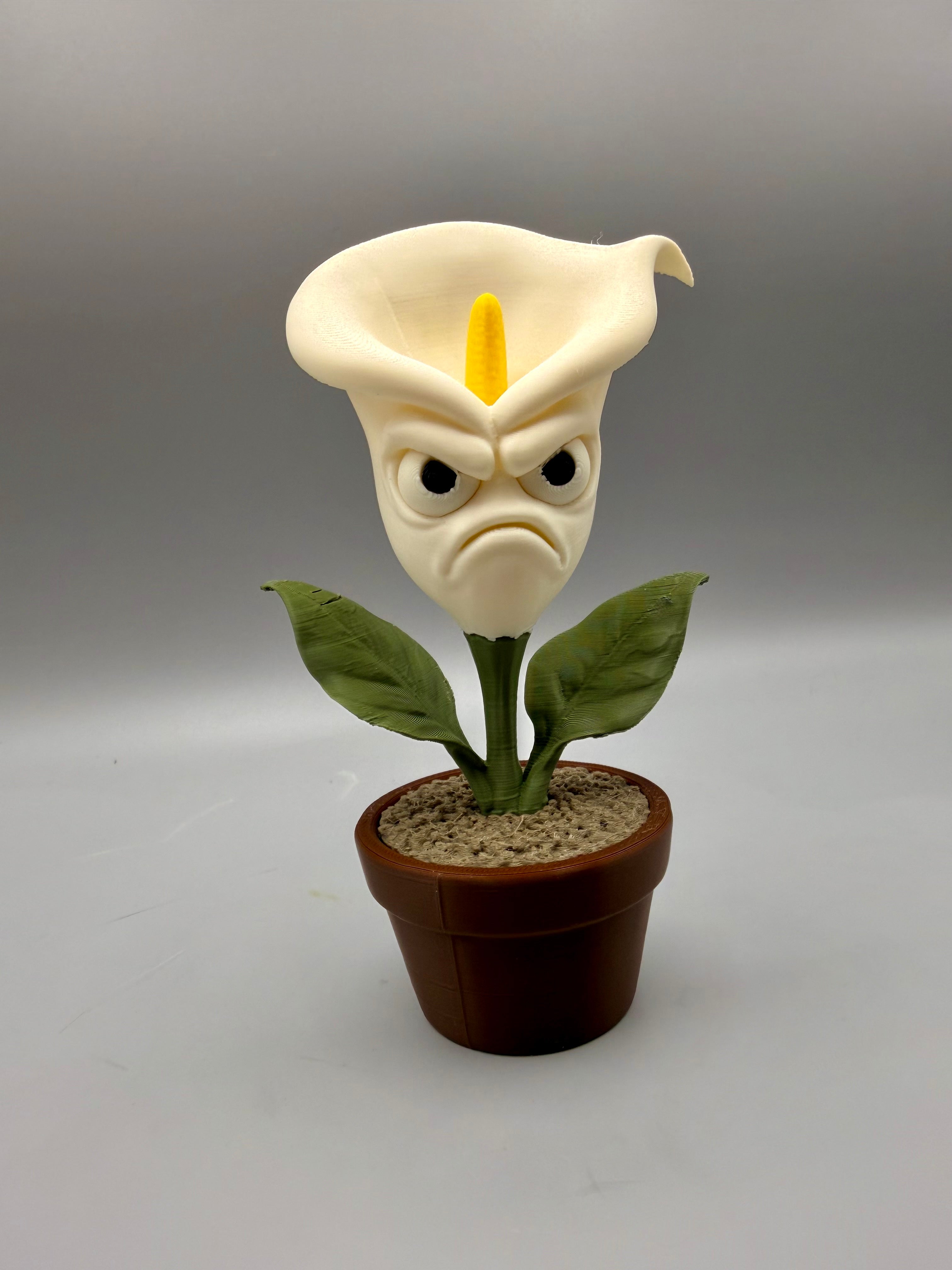 Calla – Grumpy Plants Collection