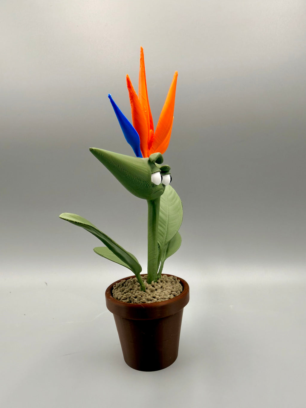 Grumpy Bird of Paradise – Grumpy Plants Collection
