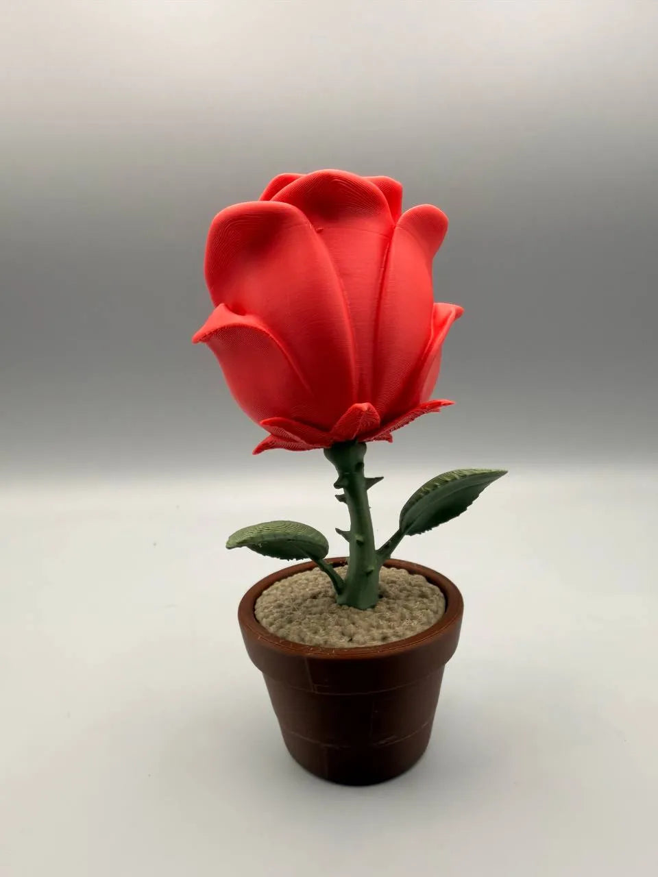 Grumpy Plants – Grumpy Rose