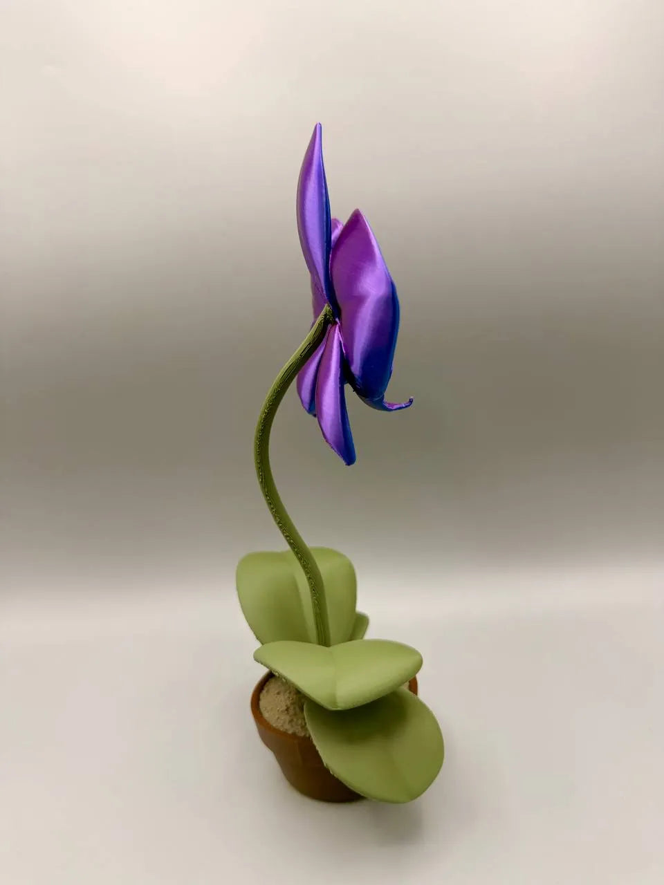 Grumpy Orchid – Grumpy Plants Collection