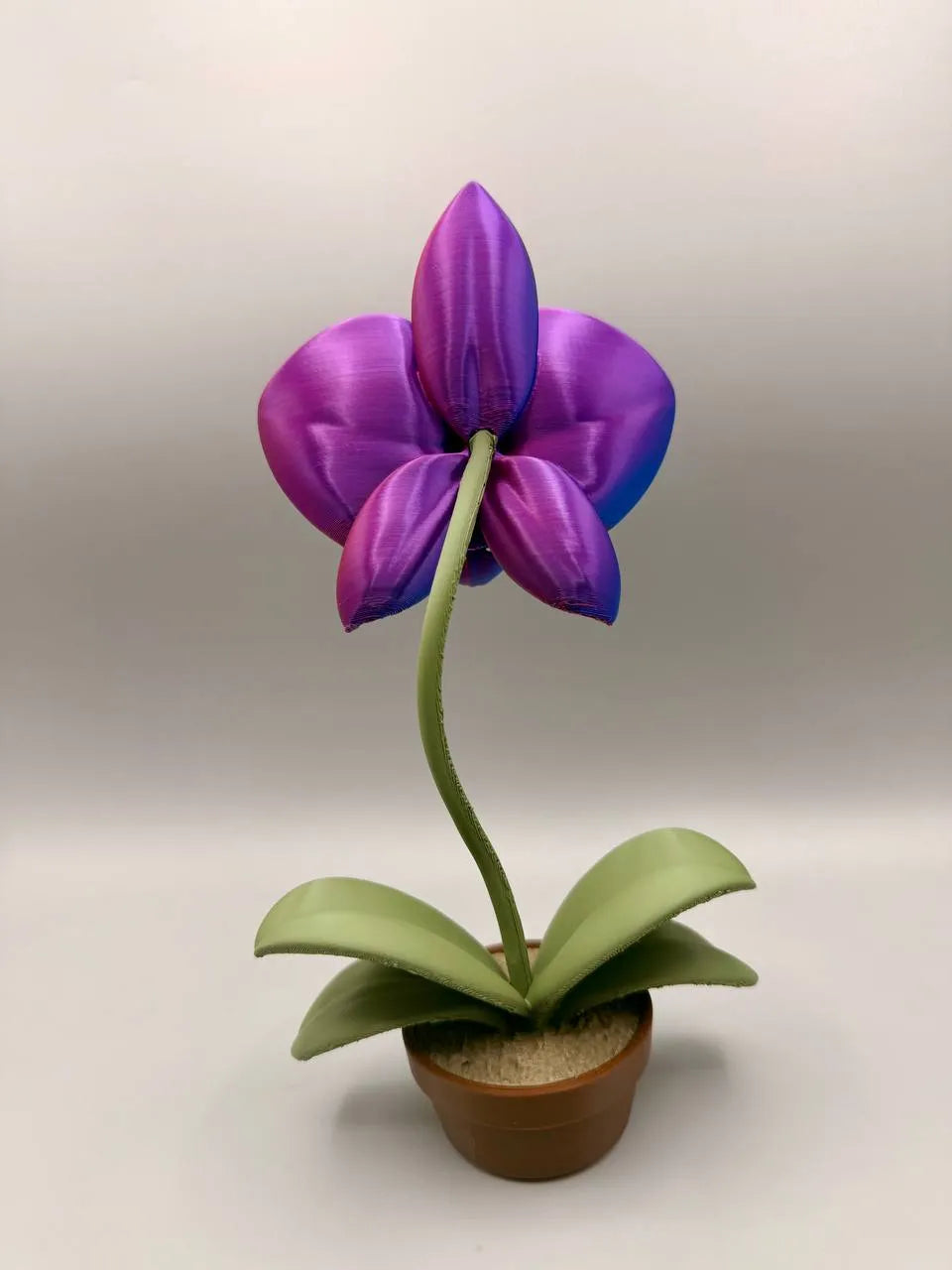 Grumpy Orchid – Grumpy Plants Collection