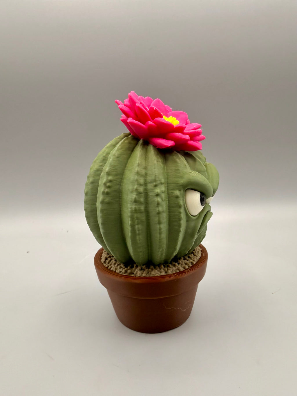 Grumpy Plants – Cactus Flower
