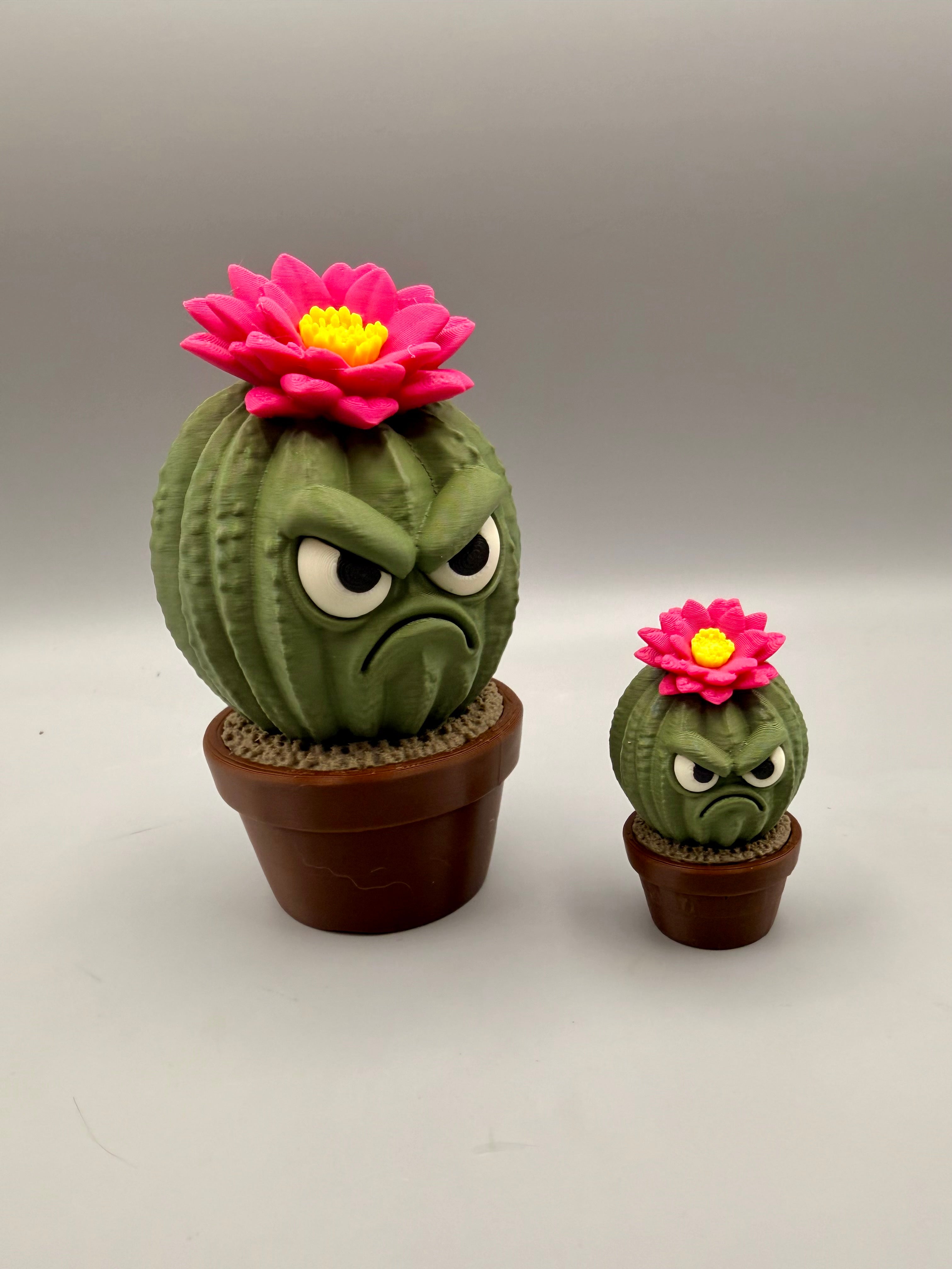 Grumpy Plants – Cactus Flower