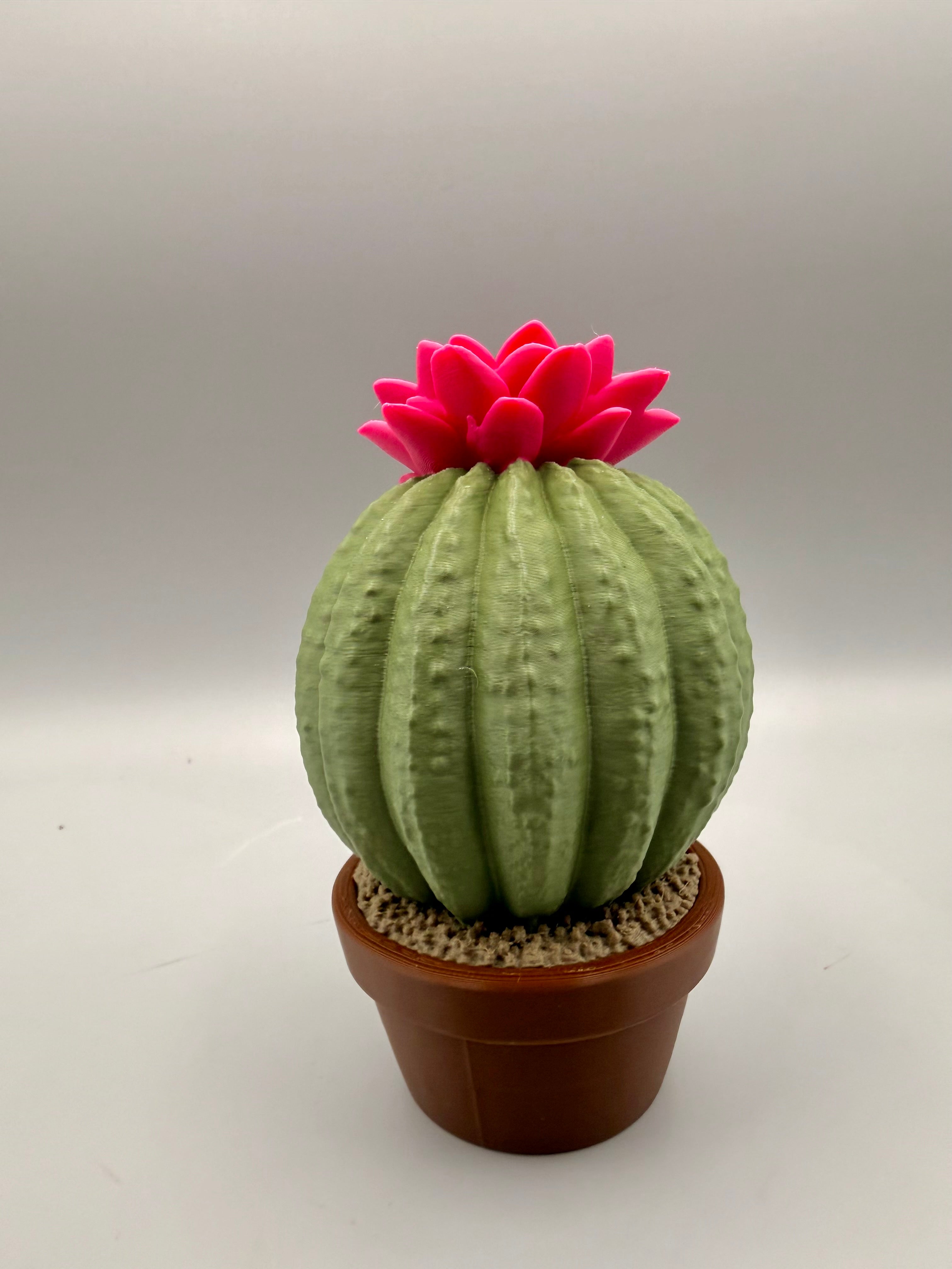 Grumpy Plants – Cactus Flower