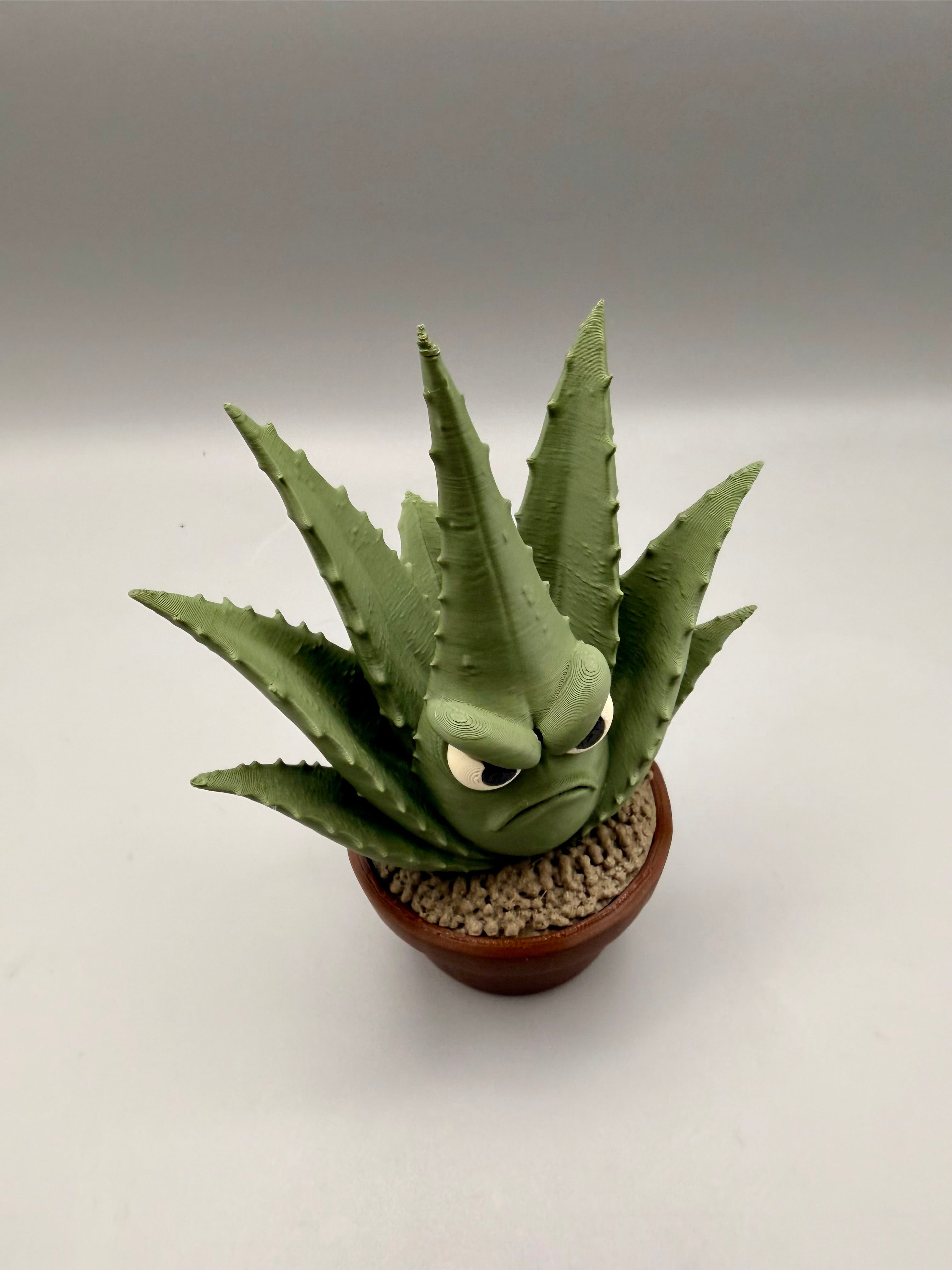 Grumpy Plants – Grumpy Aloe