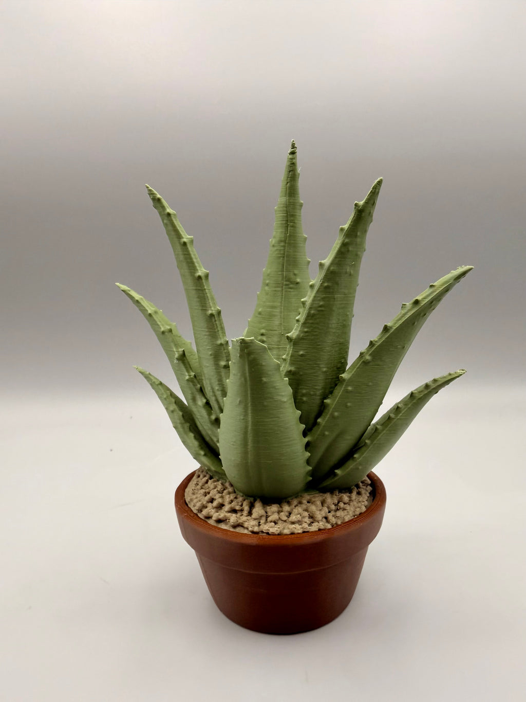 Grumpy Plants – Grumpy Aloe