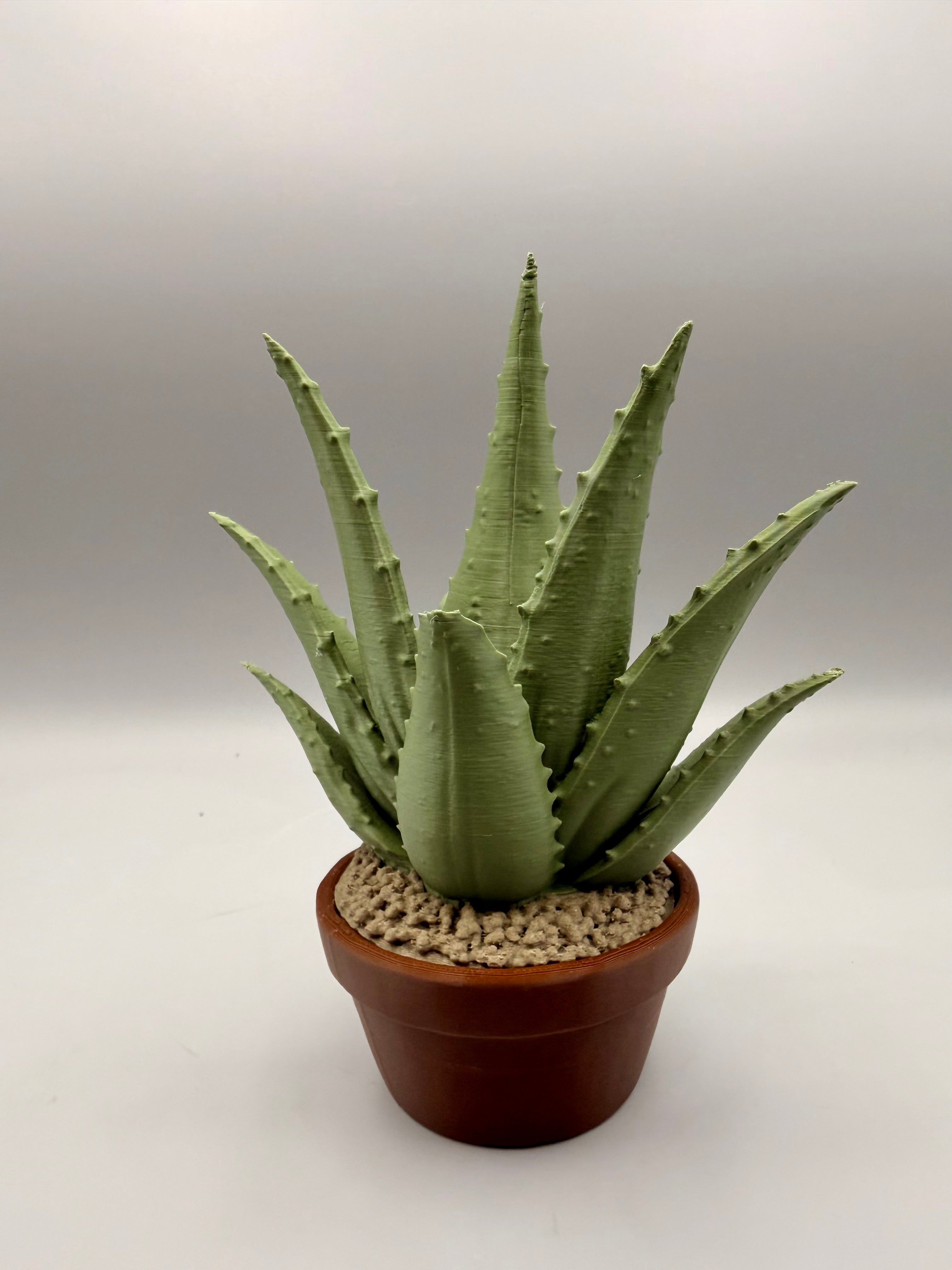 Grumpy Plants – Grumpy Aloe