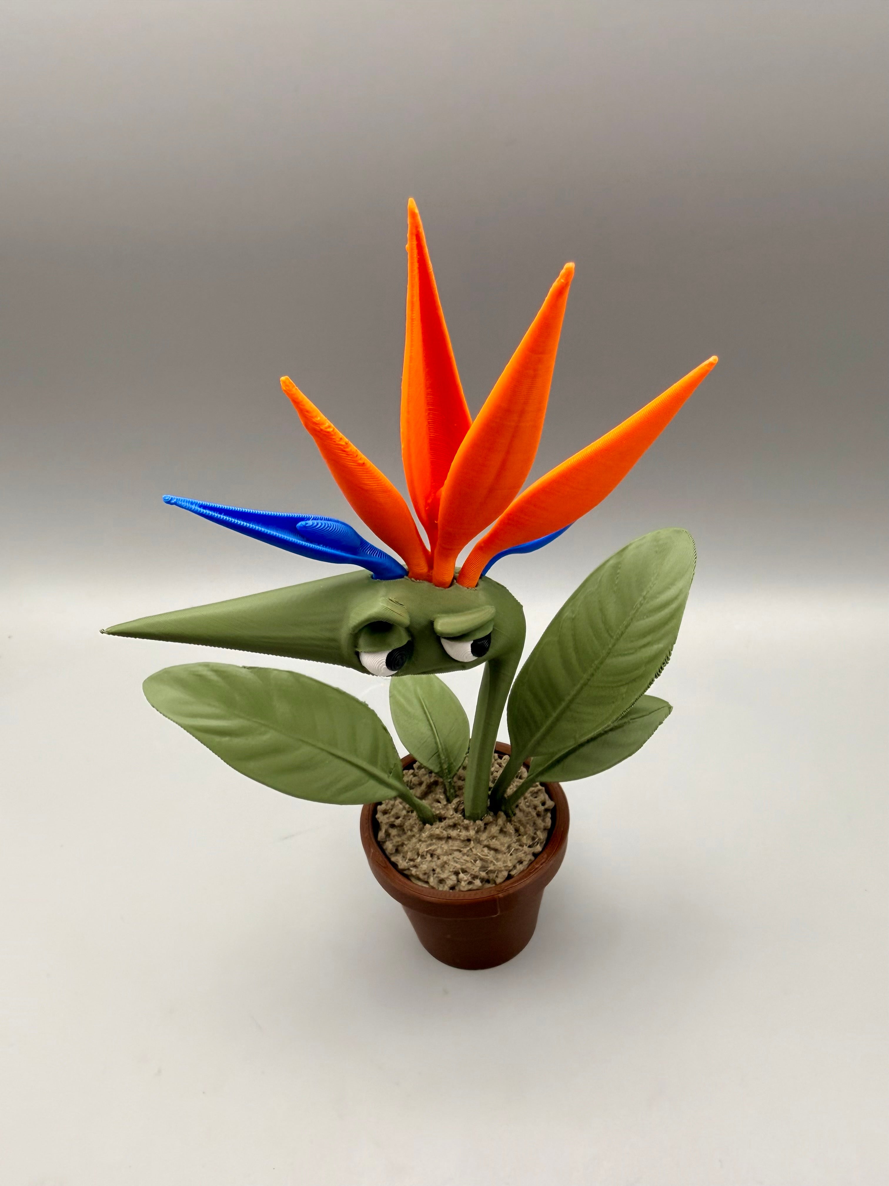 Grumpy Bird of Paradise – Grumpy Plants Collection