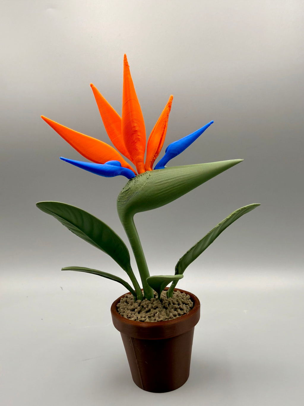 Grumpy Bird of Paradise – Grumpy Plants Collection