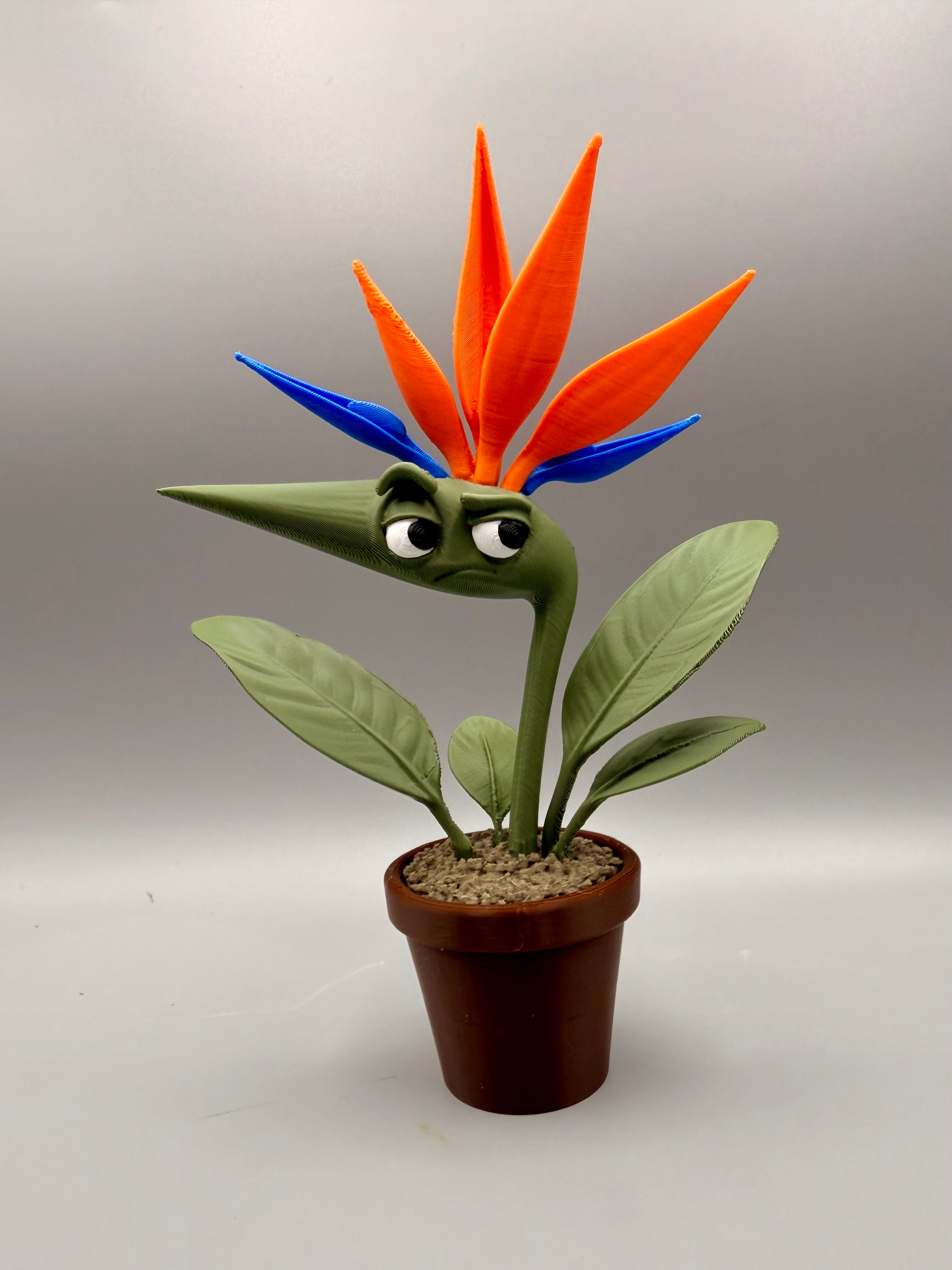 Grumpy Bird of Paradise – Grumpy Plants Collection